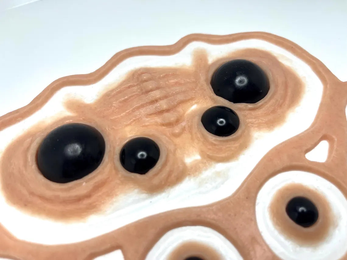 Arachnid Eyes