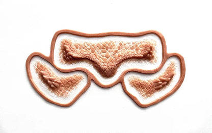 Bearded Dragon Set