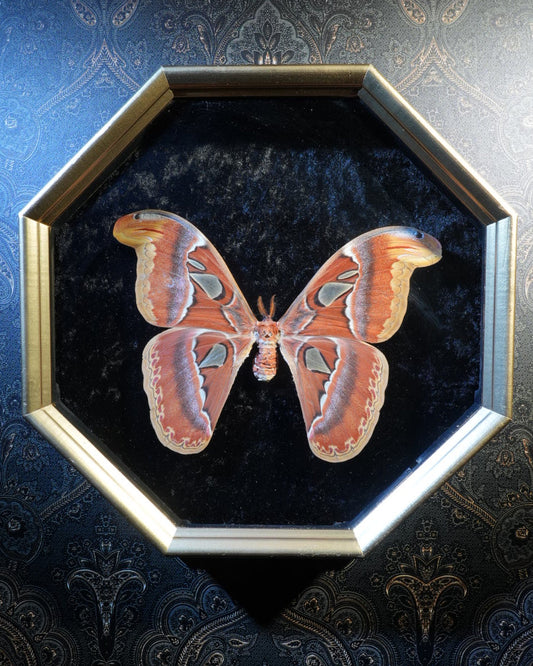 Atlas Moth in an Antique Frame framed wall decor